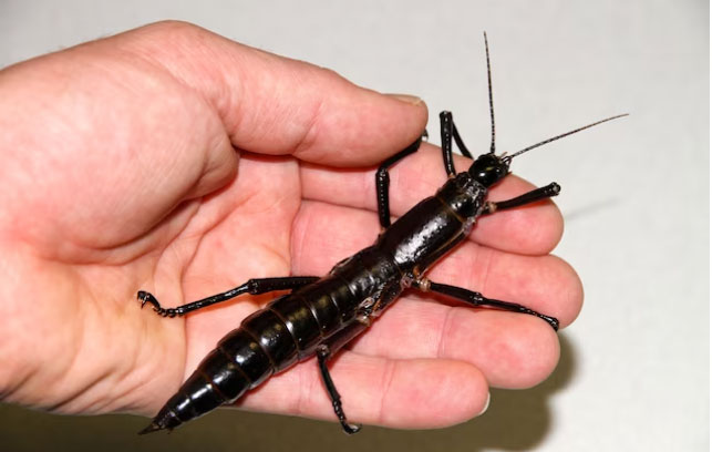 Picture 6 of Species thought to be extinct for more than 100 years suddenly 'revived' spectacularly, making scientists extremely happy