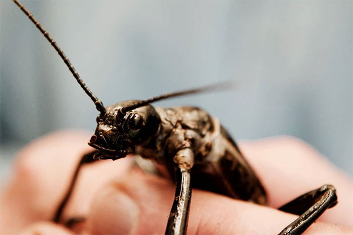 Picture 7 of Species thought to be extinct for more than 100 years suddenly 'revived' spectacularly, making scientists extremely happy