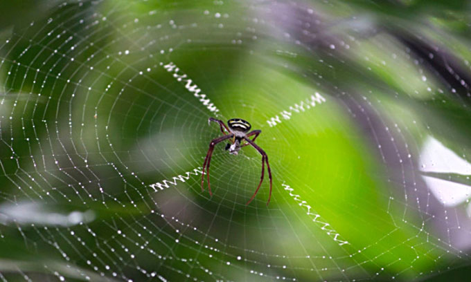 Spider silk protein may improve cancer resistance Picture 1