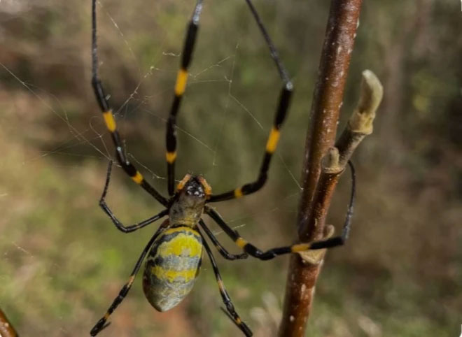 Spiders can lure male fireflies into their nets with their 'love calls' Picture 2