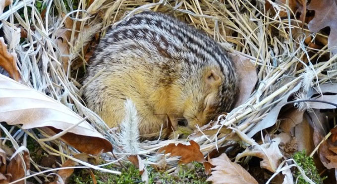 Picture 1 of Squirrels can sleep for more than 6 months without drinking water.