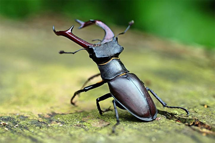 Stag Beetle - The most expensive rare beetle in the world