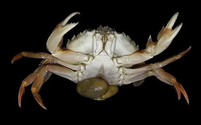 Picture 1 of Startling male crabs carrying eggs and the strange 'transition' process