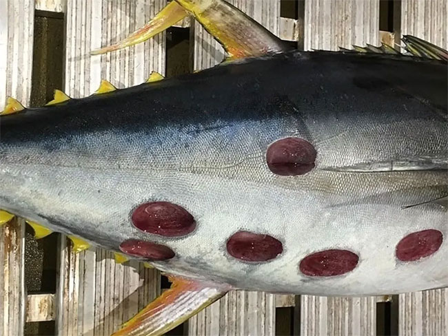 Picture 1 of Strange and 'sophisticated' round bite marks on tuna's body, the culprit turned out to be this 'monster'
