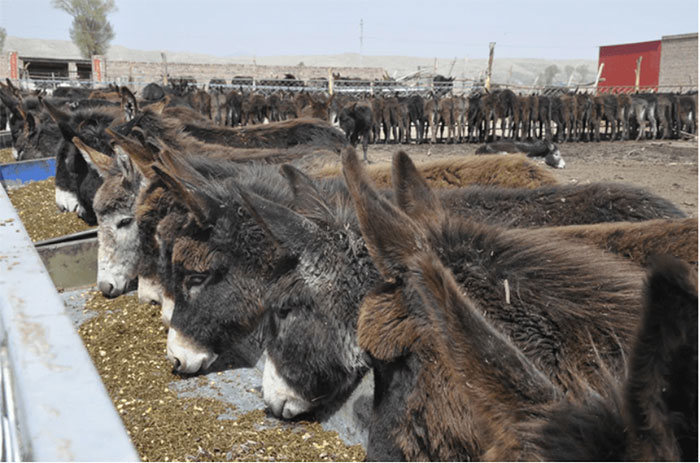 Picture 5 of Strange animal 'tastes better than dragon meat', costs only 500,000 VND/kg but farmers don't want to raise it