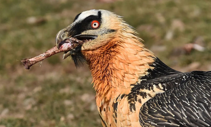 Picture 1 of Strange bird species specializes in eating bones and 'bathing in iron'