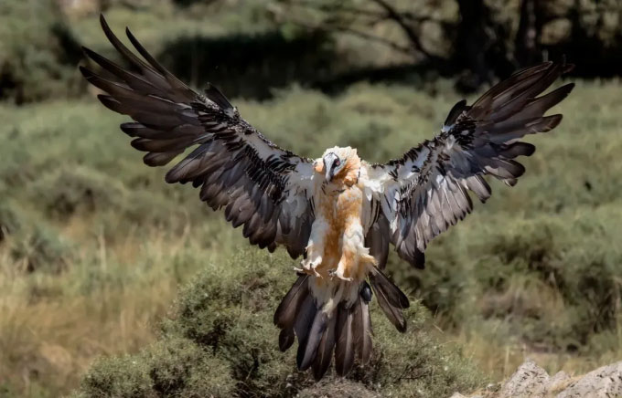 Picture 2 of Strange bird species specializes in eating bones and 'bathing in iron'