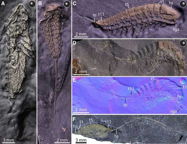 Strange creature discovered that turned into gold after 450 million years Picture 1