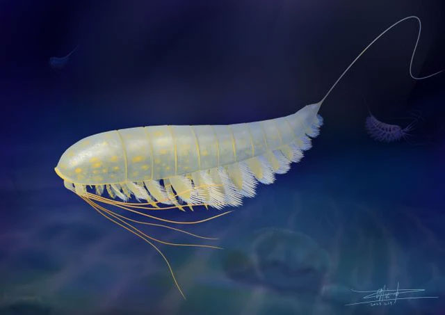 Strange creature discovered that turned into gold after 450 million years Picture 2