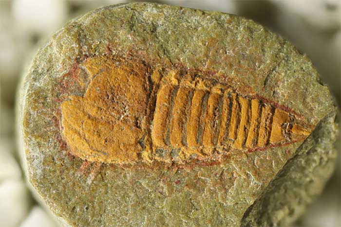 Strange creature 'sealed' in rock for 478 million years: The ancestor of many species Picture 1