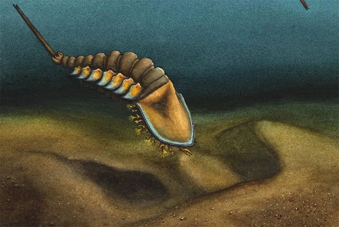 Strange creature 'sealed' in rock for 478 million years: The ancestor of many species Picture 2