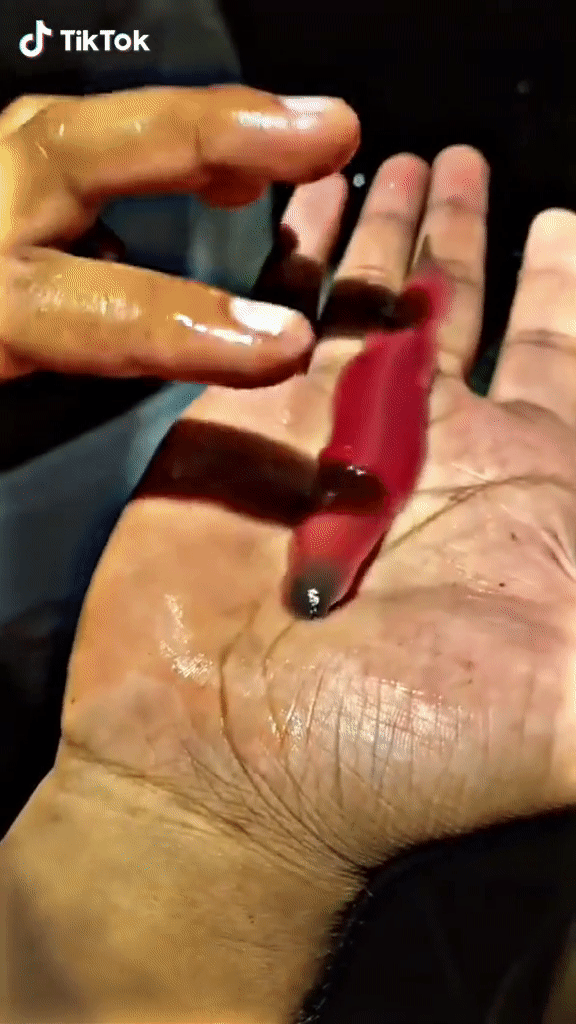 Picture 1 of Strange creature spitting venom like silk, causing netizens to tremble in fear and ask what it is