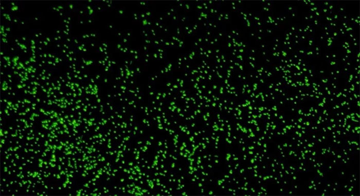 Strange creatures wake up after more than 100 million years of sleeping on the ocean floor Picture 1