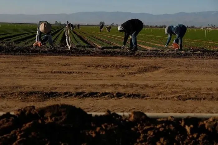 Strange disease broke out in the western United States when the weather was hot and dry Picture 3