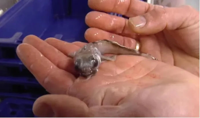 Picture 1 of Strange fish found in Antarctica: Has white blood, will die if the temperature exceeds 5 degrees