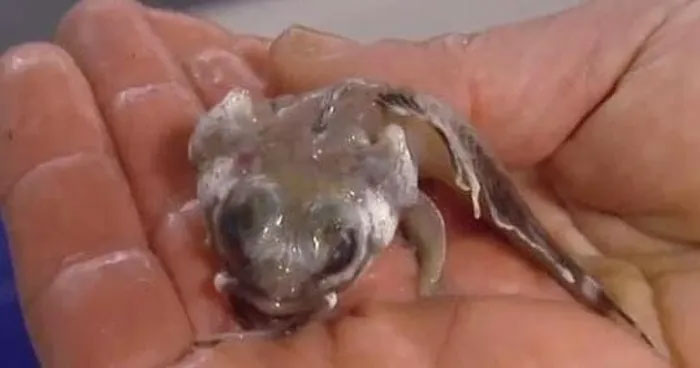 Picture 3 of Strange fish found in Antarctica: Has white blood, will die if the temperature exceeds 5 degrees