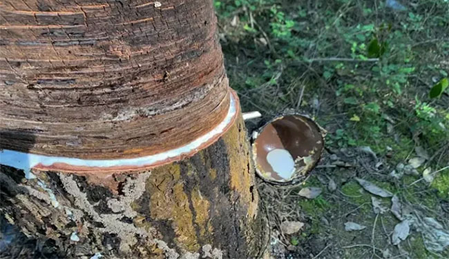 Strange fungus has the ability to 'recycle' plastic and rubber waste Picture 2