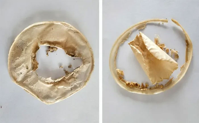 Strange fungus has the ability to 'recycle' plastic and rubber waste Picture 3