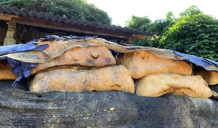 Strange fungus has the ability to 'recycle' plastic and rubber waste Picture 4