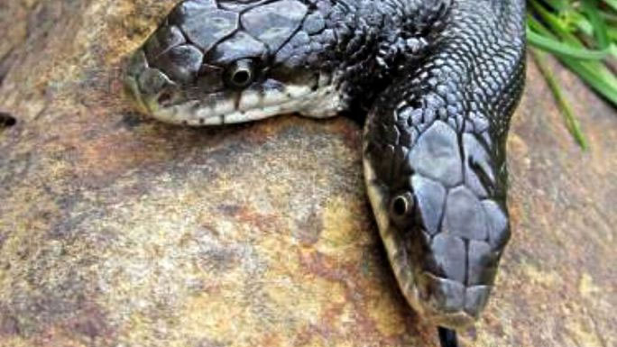Picture 1 of Strange how experts feed 2-headed snakes