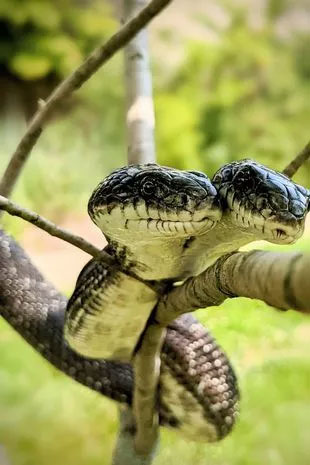 Picture 2 of Strange how experts feed 2-headed snakes