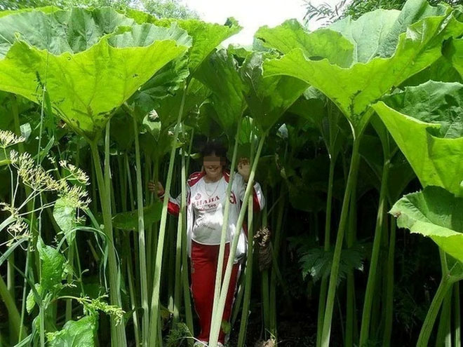 Picture 1 of Strange Island with Giant Trees in Russia