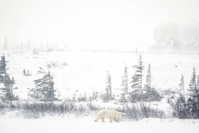 Picture 1 of Strange life in the 'polar bear capital'