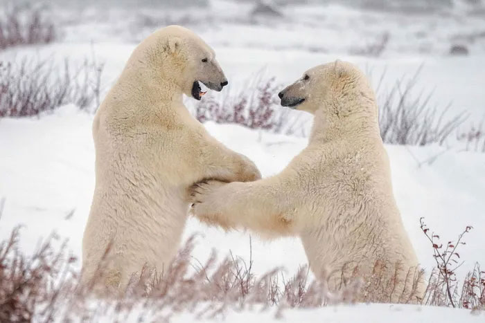 Picture 2 of Strange life in the 'polar bear capital'