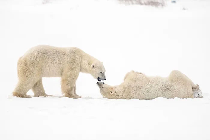 Picture 3 of Strange life in the 'polar bear capital'