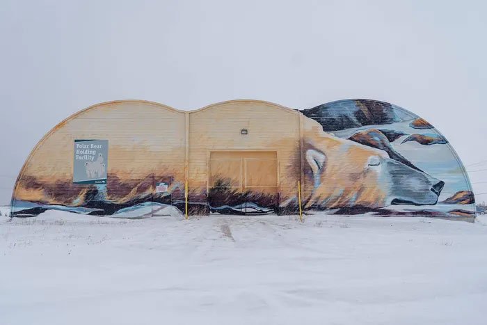 Picture 4 of Strange life in the 'polar bear capital'