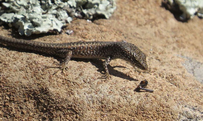 Strange lizards can change sex in the womb Picture 1