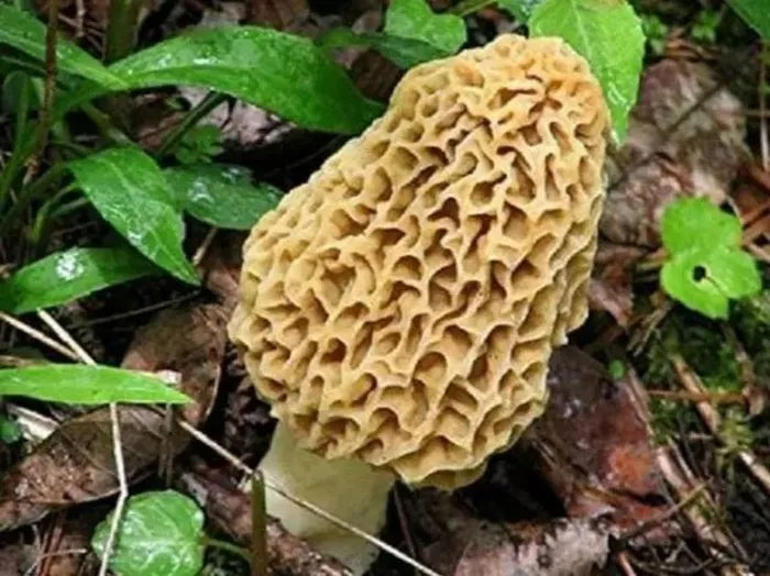 Picture 3 of Strange mushroom species 'appears and disappears' on the mountain, thrives on lightning