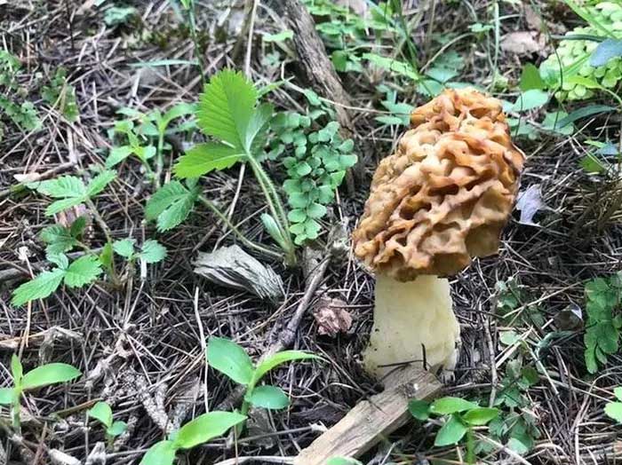 Picture 4 of Strange mushroom species 'appears and disappears' on the mountain, thrives on lightning
