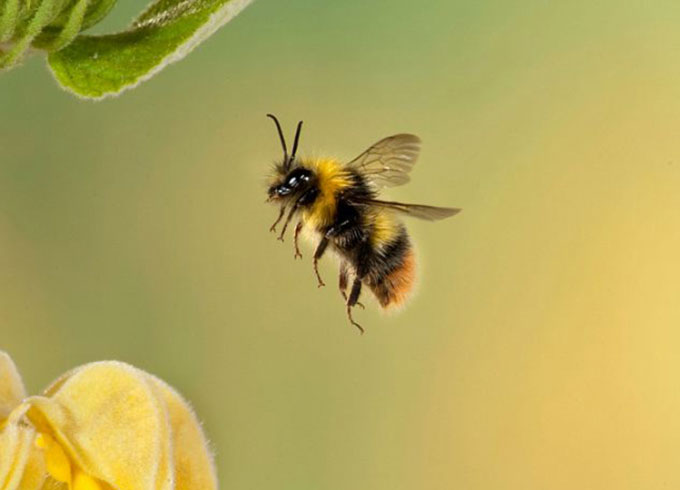 Strange phenomenon when honey bees fly over the mirror Picture 1
