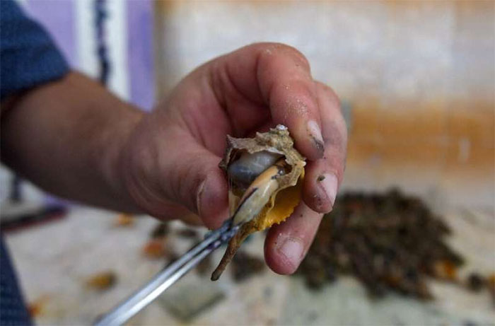 Strange purple dye 'more expensive than gold' from sea snails Picture 2
