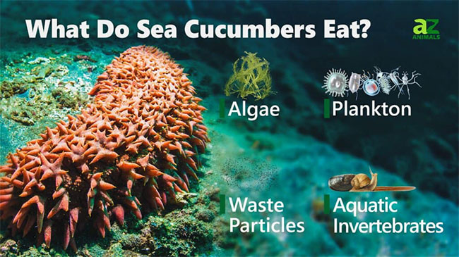 Strange sea 'ginseng' makes divers risk their lives to search Picture 3