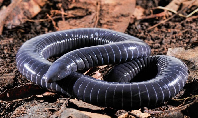 Strange snake-like animals have venom in their mouths Picture 1