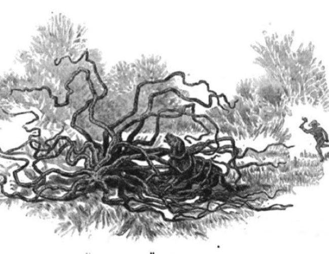 Picture 1 of Strange story about man-eating plants