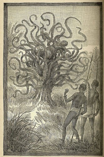Picture 2 of Strange story about man-eating plants