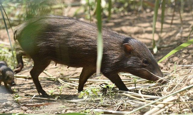 Strange, the world's smallest pig breed thought to be extinct Picture 3