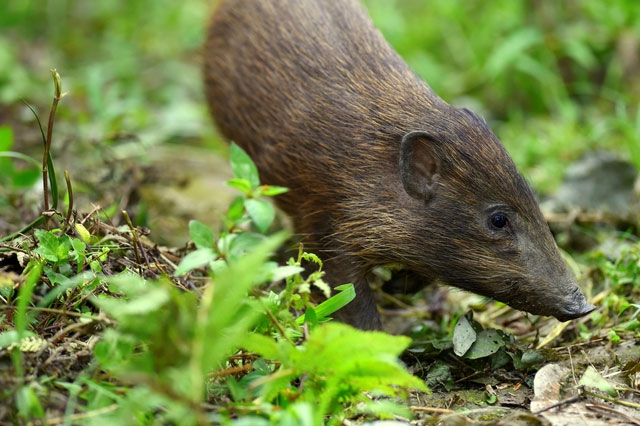 Strange, the world's smallest pig breed thought to be extinct Picture 4