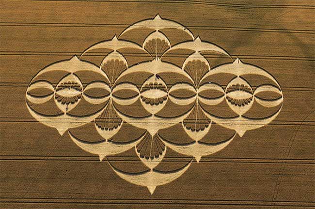 Strange tree circles in Japan, suspected of being aliens Picture 5