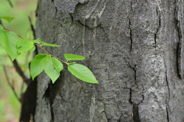 Picture 1 of Strange tree known as king of wood, harder than steel, bulletproof