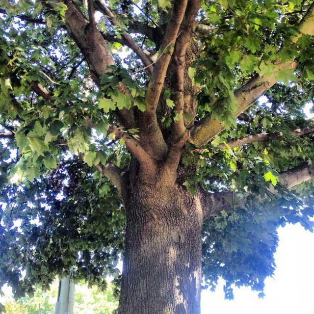 Picture 3 of Strange tree known as king of wood, harder than steel, bulletproof