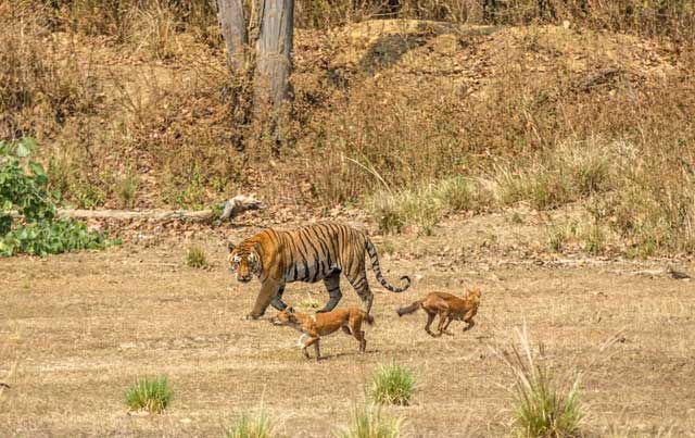 Picture 1 of Strange wild dog can kill tigers
