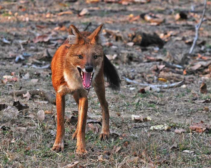 Picture 3 of Strange wild dog can kill tigers