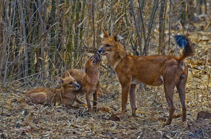 Picture 4 of Strange wild dog can kill tigers