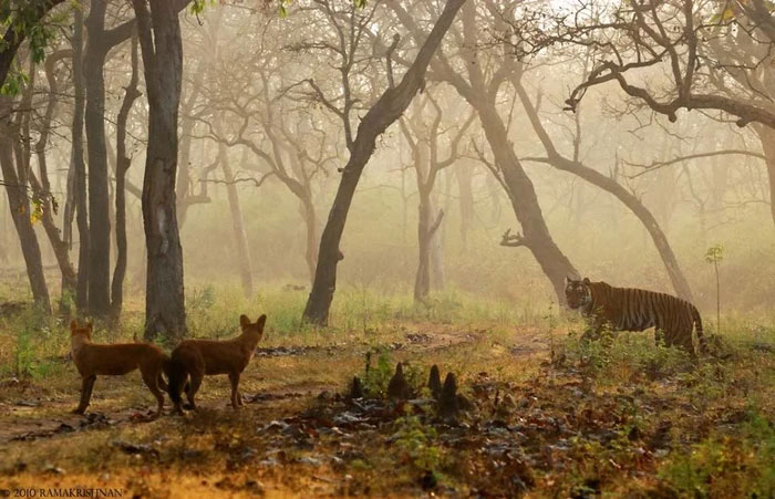Picture 5 of Strange wild dog can kill tigers