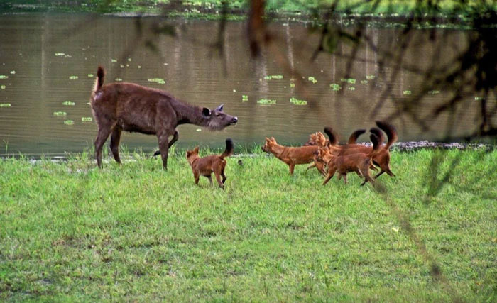 Picture 6 of Strange wild dog can kill tigers