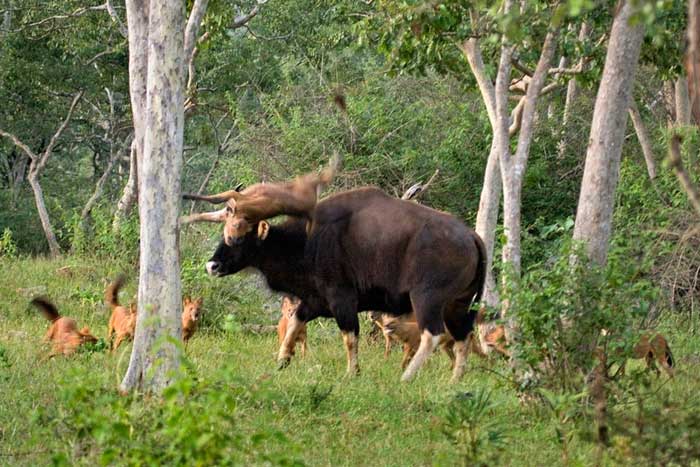 Picture 7 of Strange wild dog can kill tigers